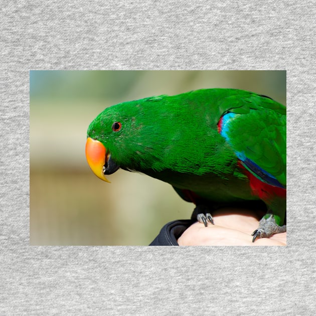 Eclectus Parrot - male by GP1746